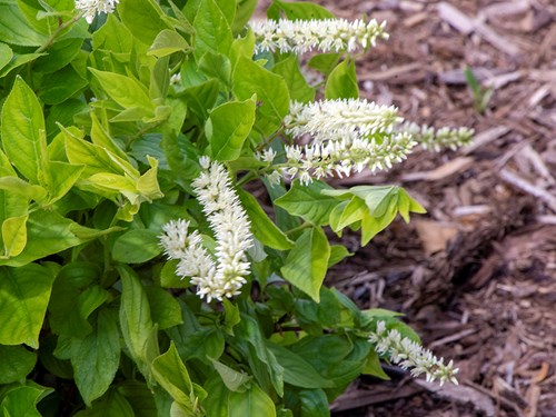 Short n Sweet Itea (Itea virginica)
(June 6)